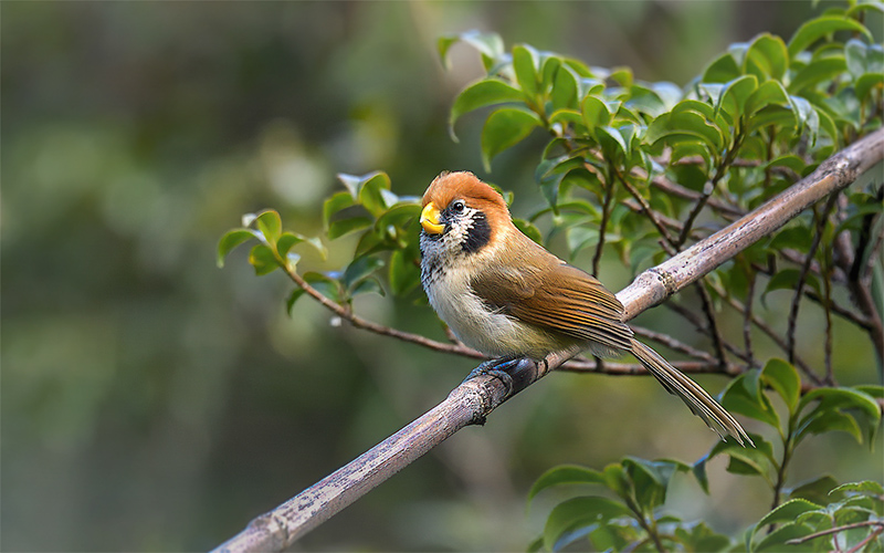 Spot-breasted Parrotbill (Paradoxornis guttaticollis) at Mu Cang Chai Birding Trails - Northern Vietnam. Photo by: Bui Duc Tien - Vietnam Bird Photography Tours - Vietbirdphototours.com